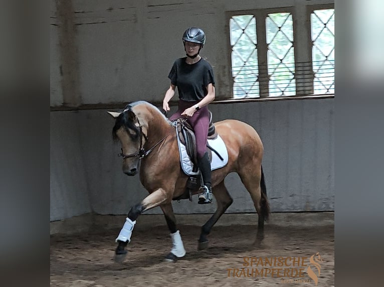 PRE Mix Merrie 4 Jaar 154 cm Falbe in Traventhal