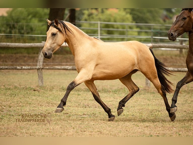PRE Mix Merrie 4 Jaar 154 cm Falbe in Traventhal