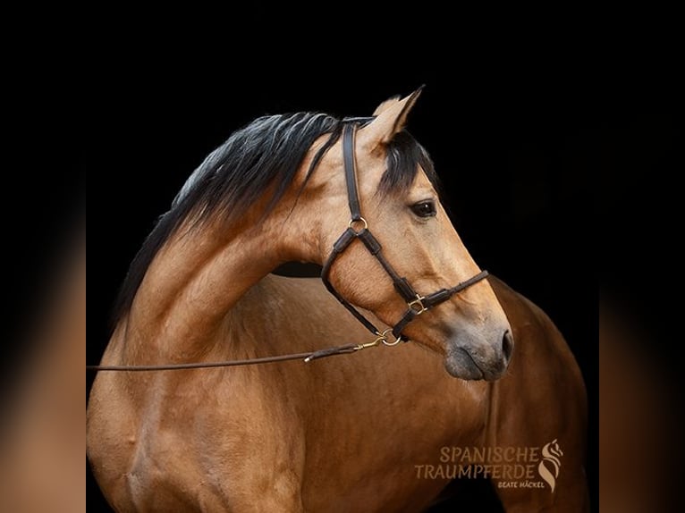 PRE Mix Merrie 4 Jaar 154 cm Falbe in Traventhal