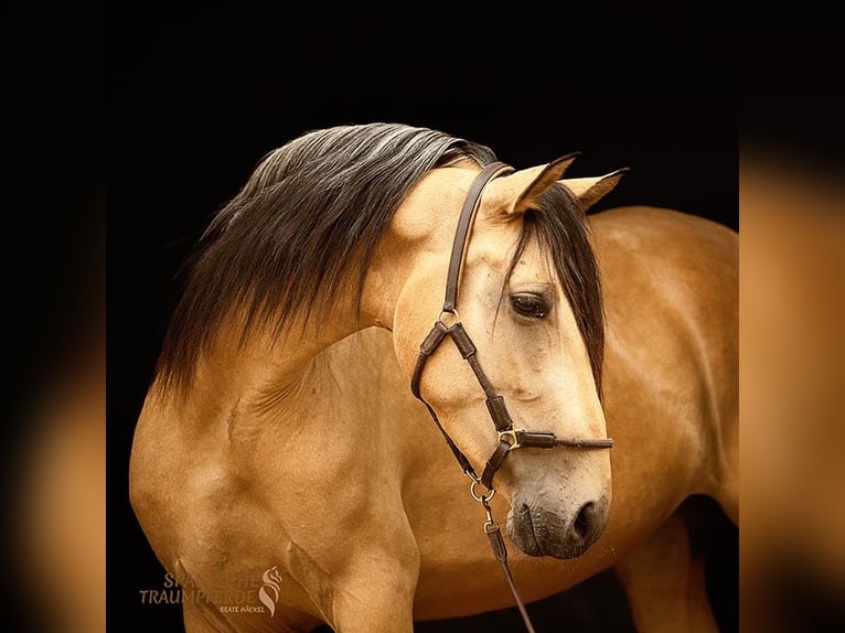 PRE Mix Merrie 4 Jaar 154 cm Falbe in Traventhal