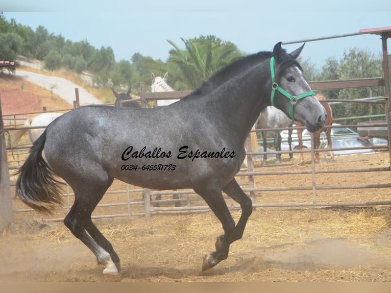PRE Mix Merrie 4 Jaar 155 cm Appelschimmel in Vejer de la Frontera