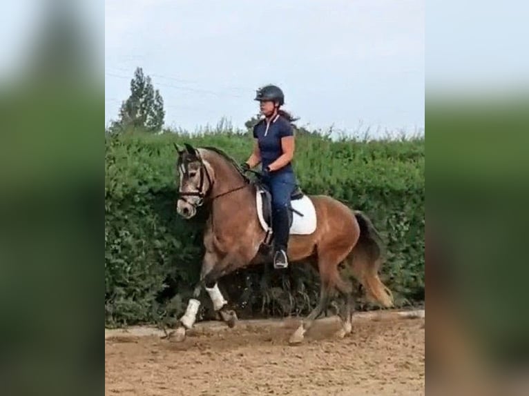 PRE Merrie 4 Jaar 155 cm Brown Falb schimmel in Sevilla