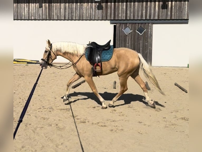 PRE Mix Merrie 4 Jaar 155 cm Palomino in Daleiden