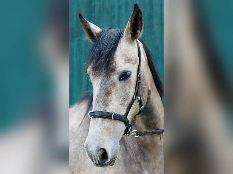 PRE Merrie 4 Jaar 155 cm Schimmel in Bad Laer