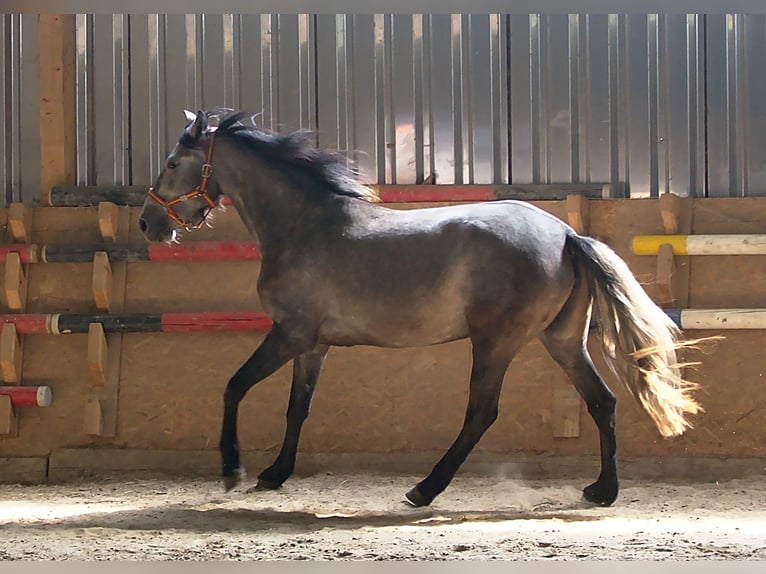 PRE Merrie 4 Jaar 155 cm Schimmel in Bad Laer