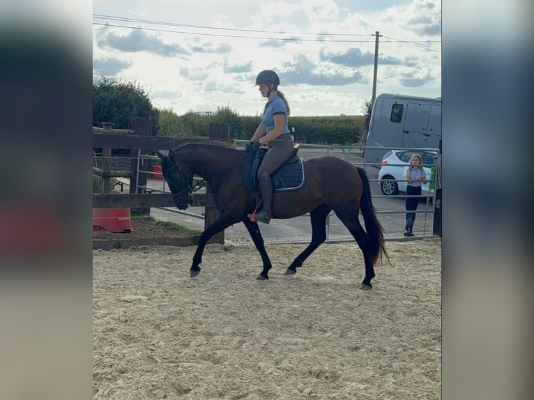 PRE Merrie 4 Jaar 155 cm Zwart in Daleiden