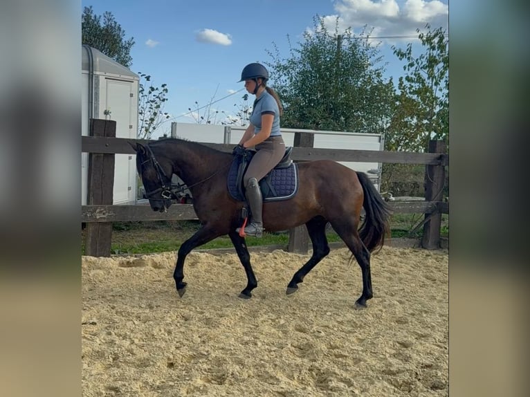 PRE Merrie 4 Jaar 155 cm Zwart in Daleiden