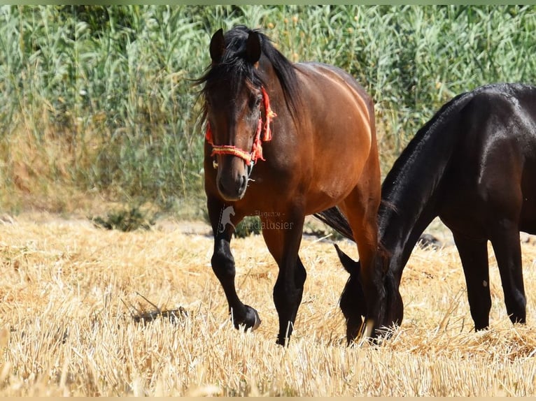 PRE Merrie 4 Jaar 156 cm Bruin in Provinz Cordoba