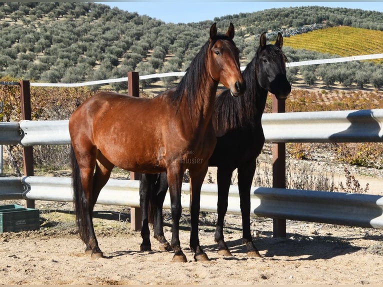 PRE Merrie 4 Jaar 156 cm Bruin in Provinz Cordoba