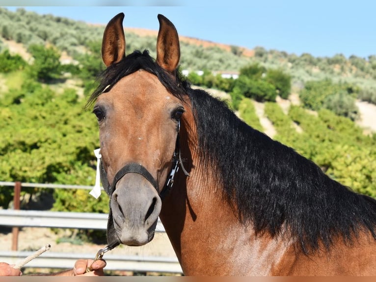 PRE Merrie 4 Jaar 156 cm Falbe in Provinz Cordoba