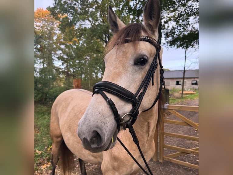 PRE Merrie 4 Jaar 157 cm Buckskin in Liempde