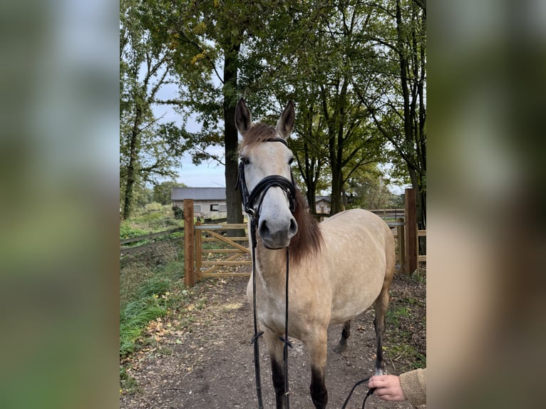 PRE Merrie 4 Jaar 157 cm Buckskin in Liempde