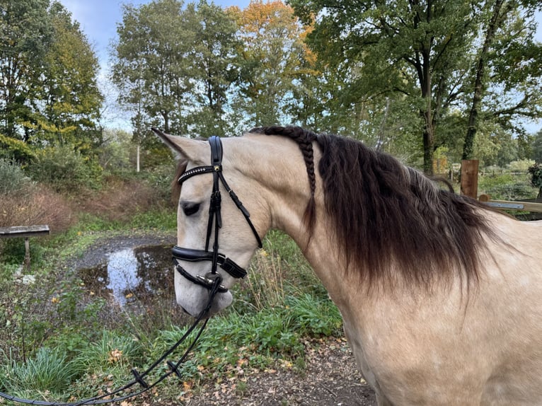 PRE Merrie 4 Jaar 157 cm Buckskin in Liempde