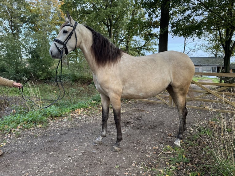 PRE Merrie 4 Jaar 157 cm Buckskin in Liempde