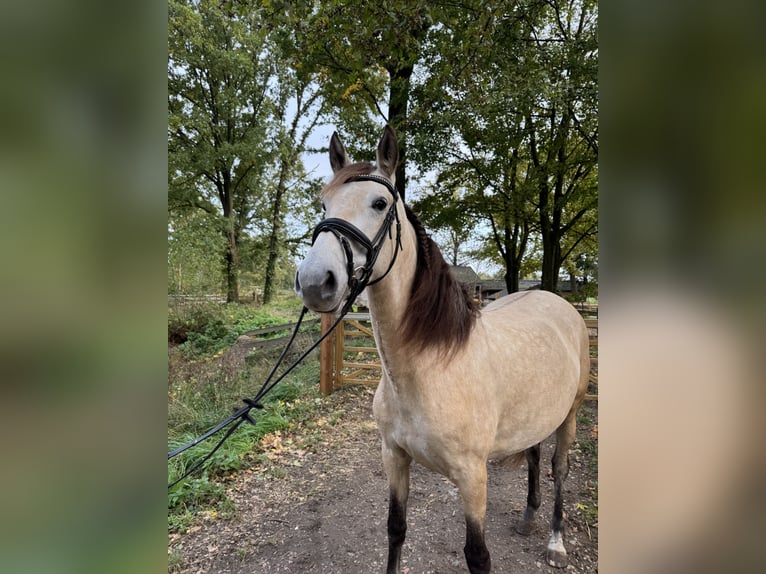 PRE Merrie 4 Jaar 157 cm Buckskin in Liempde