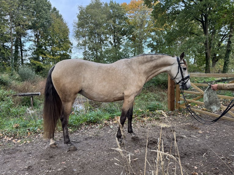 PRE Merrie 4 Jaar 157 cm Buckskin in Liempde