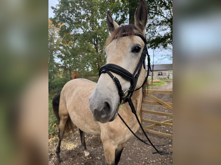 PRE Merrie 4 Jaar 157 cm Buckskin in Liempde