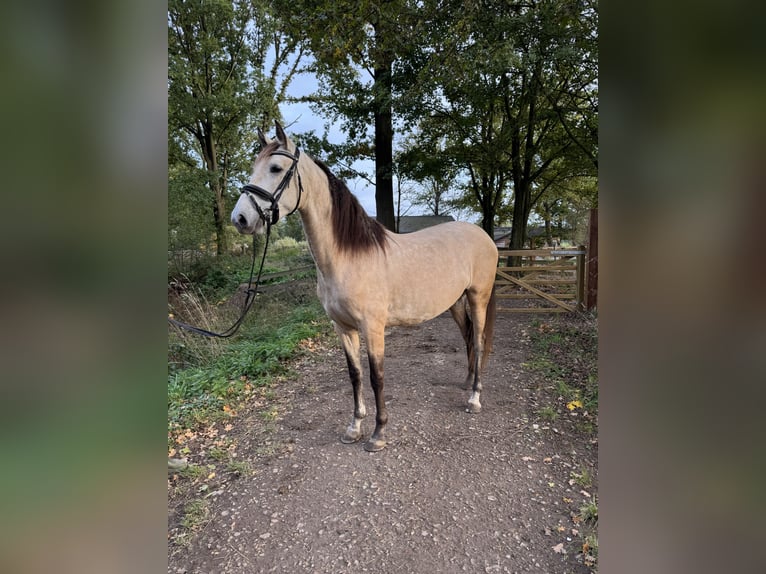 PRE Merrie 4 Jaar 157 cm Buckskin in Liempde