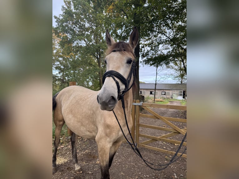 PRE Merrie 4 Jaar 157 cm Buckskin in Liempde