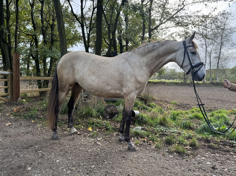 PRE Merrie 4 Jaar 157 cm Buckskin in Liempde