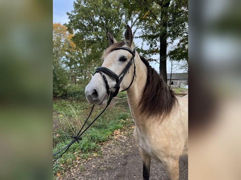 PRE Merrie 4 Jaar 157 cm Buckskin in Liempde