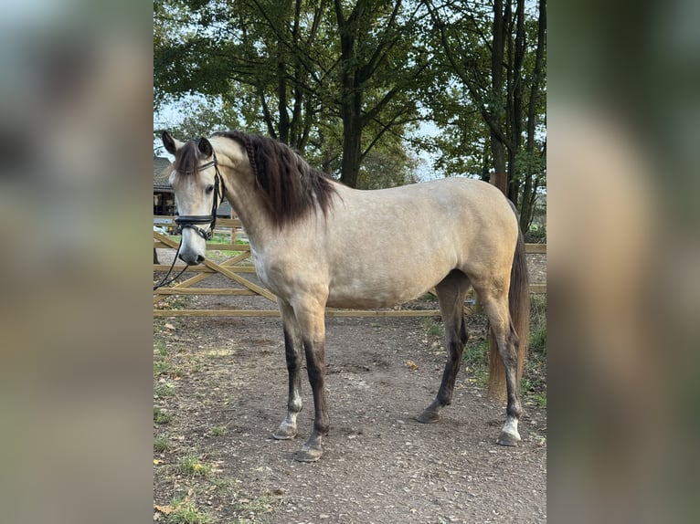 PRE Merrie 4 Jaar 157 cm Buckskin in Liempde