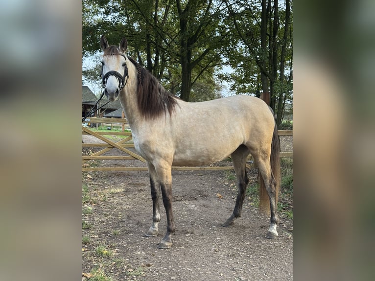 PRE Merrie 4 Jaar 157 cm Buckskin in Liempde