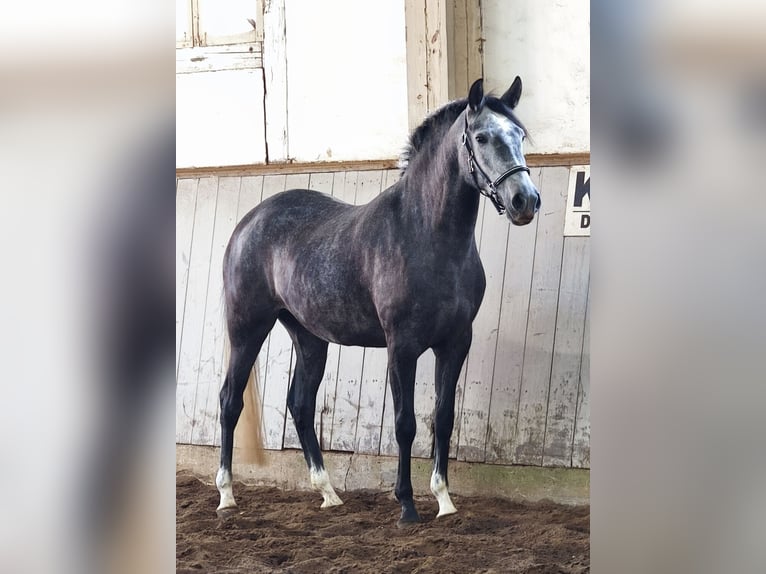PRE Mix Merrie 4 Jaar 157 cm Schimmel in Traventhal