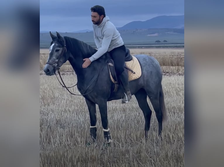 PRE Mix Merrie 4 Jaar 158 cm Blauwschimmel in Aachen