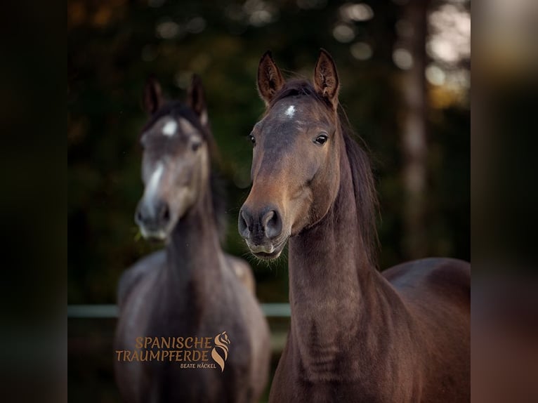 PRE Mix Merrie 4 Jaar 158 cm Bruin in Traventhal