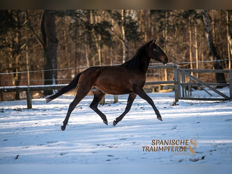 PRE Merrie 4 Jaar 158 cm Bruin in Traventhal