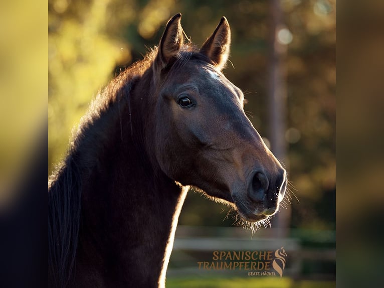 PRE Mix Merrie 4 Jaar 158 cm Bruin in Traventhal