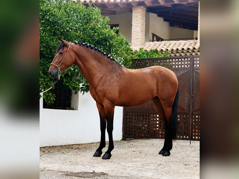 PRE Merrie 4 Jaar 158 cm Donkerbruin in Schwarme
