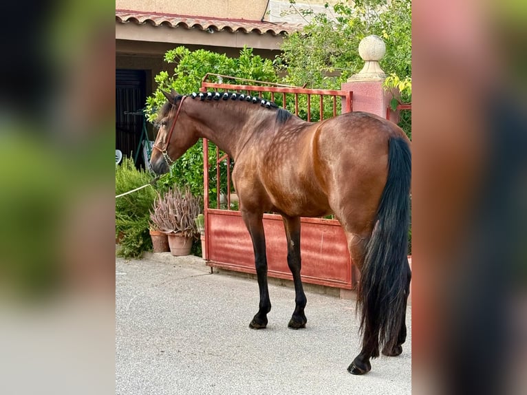 PRE Merrie 4 Jaar 158 cm Donkerbruin in Schwarme