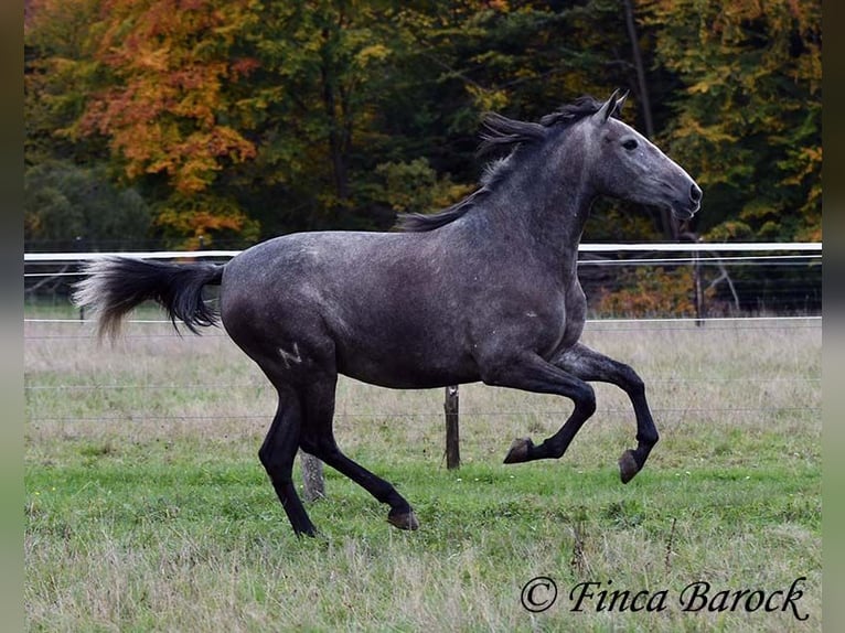 PRE Mix Merrie 4 Jaar 158 cm Schimmel in Wiebelsheim