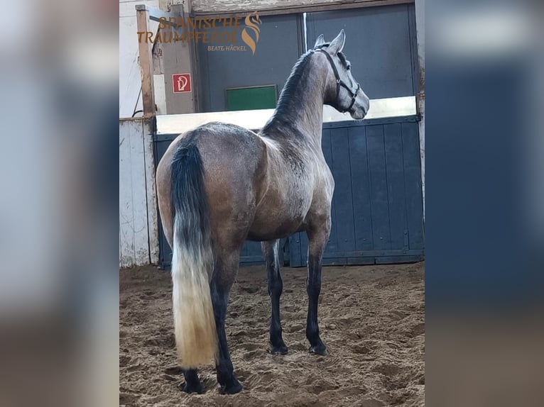 PRE Mix Merrie 4 Jaar 158 cm Schimmel in Traventhal