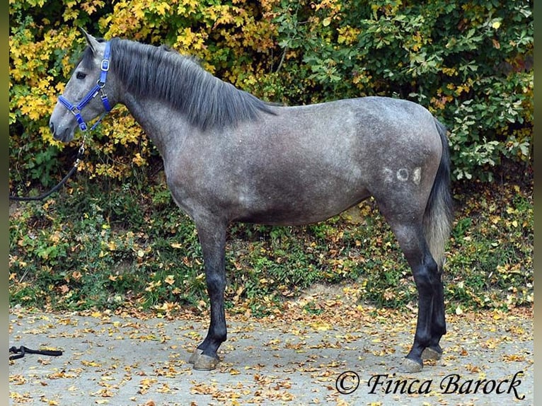 PRE Mix Merrie 4 Jaar 158 cm Schimmel in Wiebelsheim