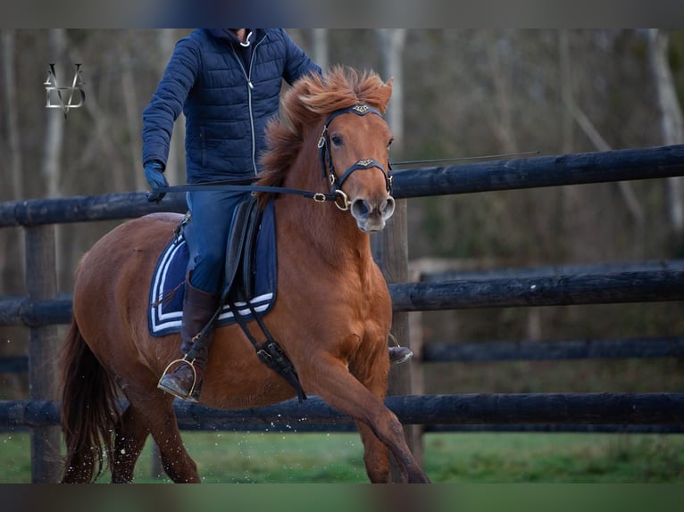 PRE Mix Merrie 4 Jaar 158 cm Vos in La Vespière-Friardel