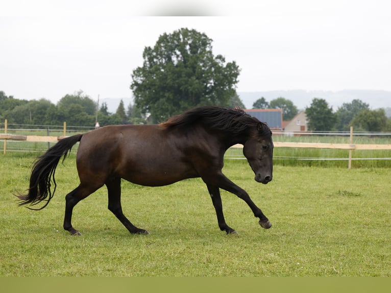 PRE Merrie 4 Jaar 158 cm in Rödinghausen