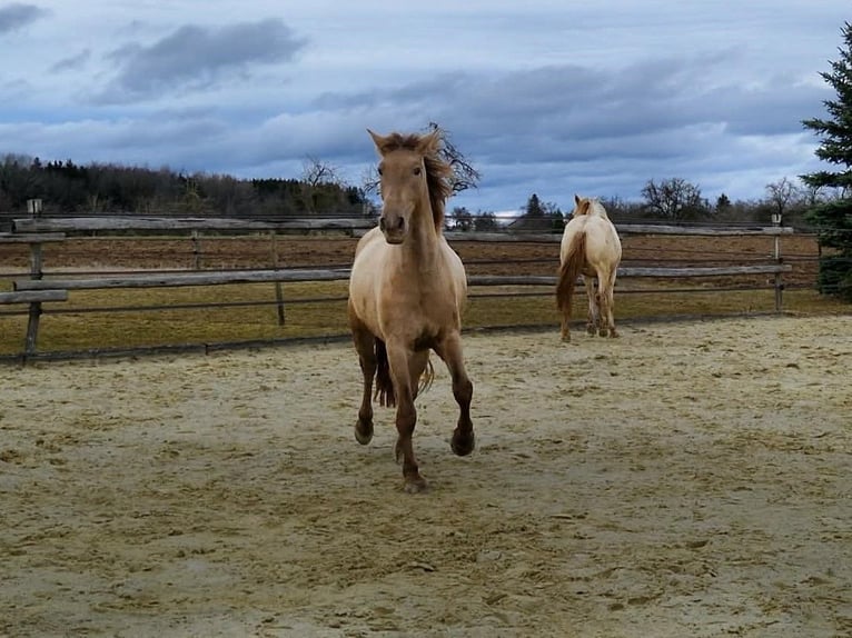 PRE Merrie 4 Jaar 159 cm Pearl in Balingen