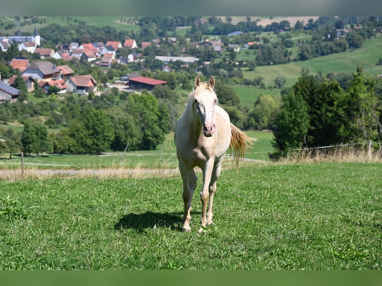 PRE Mix Merrie 4 Jaar 159 cm Pearl in Klettgau