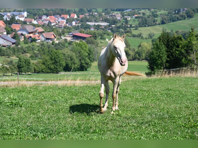 PRE Mix Merrie 4 Jaar 159 cm Pearl in Klettgau