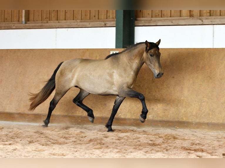 PRE Mix Merrie 4 Jaar 159 cm Schimmel in Waldhölzbach