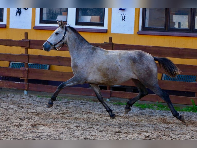 PRE Merrie 4 Jaar 160 cm Appelschimmel in Polenz