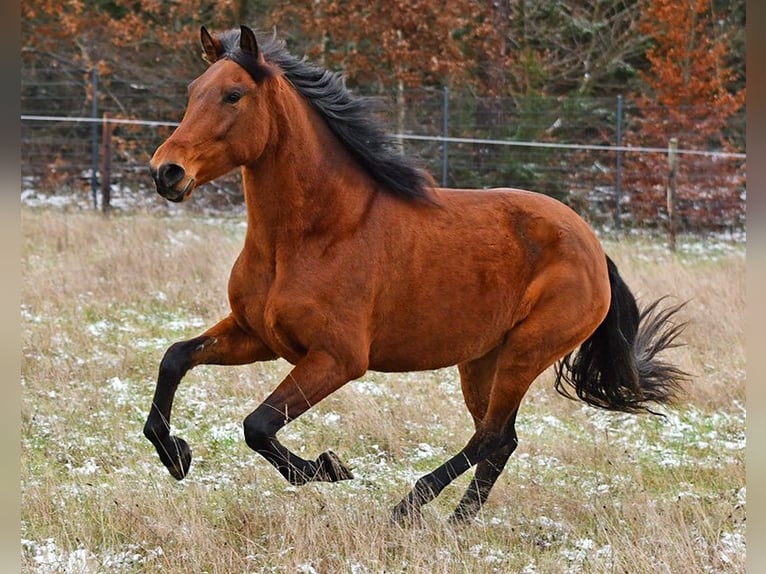 PRE Mix Merrie 4 Jaar 160 cm Bruin in Wiebelsheim
