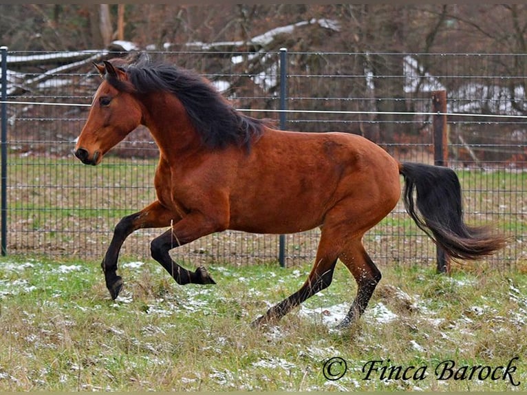 PRE Mix Merrie 4 Jaar 160 cm Bruin in Wiebelsheim