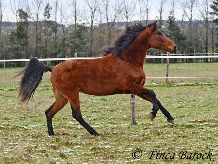 PRE Mix Merrie 4 Jaar 160 cm Bruin in Wiebelsheim
