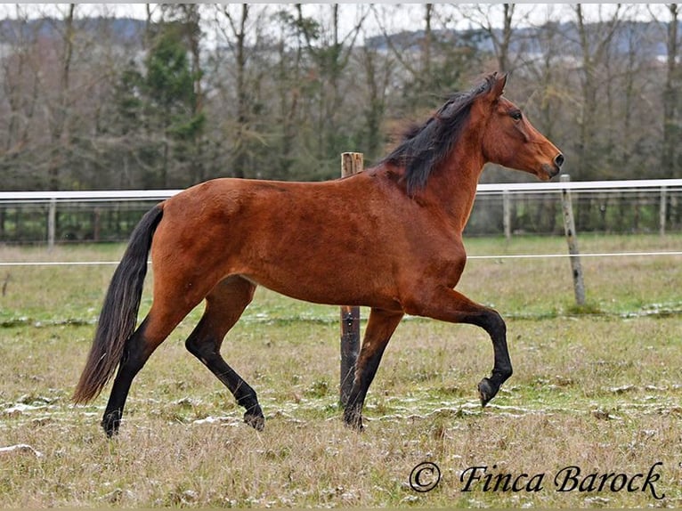 PRE Mix Merrie 4 Jaar 160 cm Bruin in Wiebelsheim