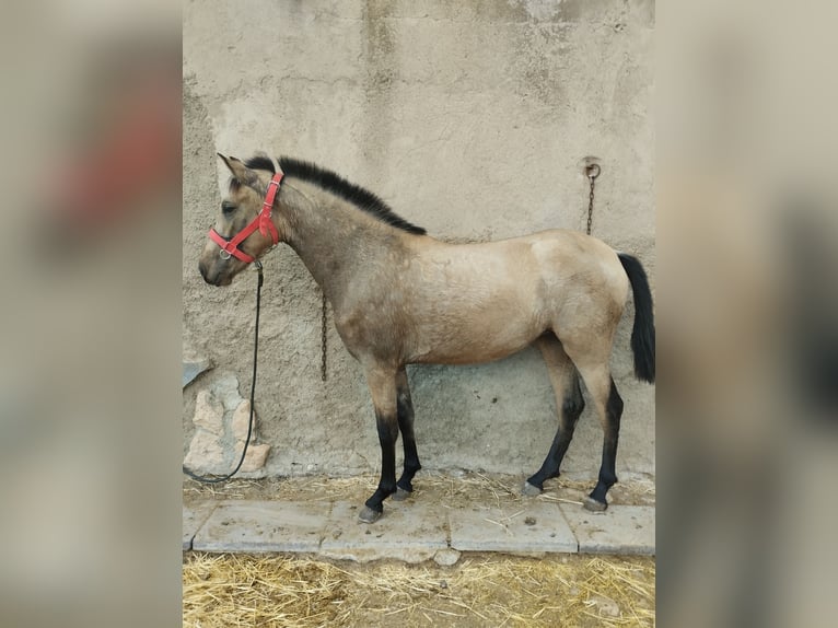 PRE Merrie 4 Jaar 160 cm Falbe in Mazarrulleque