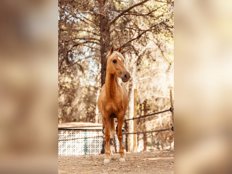 PRE Mix Merrie 4 Jaar 160 cm Palomino in Alcoi/Alcoy